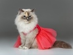 Cat dresses are a cute way of making your pet look really pretty and adorable.(Pixabay) Cat dresses are a cute way of making your pet look really pretty and adorable.(Pixabay)
