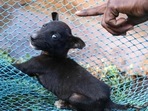 Goa's success shows that country-wide elimination of rabies in humans is possible(Catherine Davison/DW) Goa's success shows that country-wide elimination of rabies in humans is possible(Catherine Davison/DW)