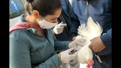 In view of such a step-motherly treatment, there is a need to set up a separate Indian council of veterinary and fisheries research (ICVFR) to support the new ministry of FAHD at the Centre’s level. (HT file photo for representation)
