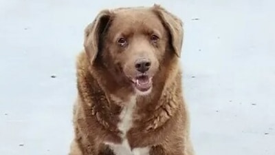 Bobi was born on 11 May 1992 and lived his entire life with the Costa family. (Twitter/ @GWR)