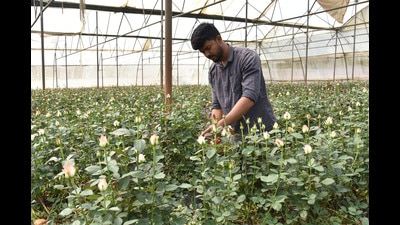 The last two years were very bad for exports, with many flower growers pausing production. (HT PHOTO) The last two years were very bad for exports, with many flower growers pausing production. (HT PHOTO)
