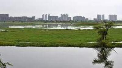 Wetlands worldwide are recognised to have a tremendous amount of economic value too, estimated at $47 trillion per year, according to Dr Faiyaz A Khudsar, a biodiversity expert (HT Photo)