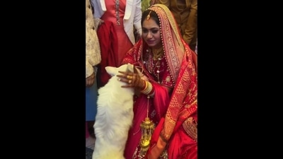 Bride with her dog during her vidai ceremony. (Instagram/Piya Shani) Bride with her dog during her vidai ceremony. (Instagram/Piya Shani)