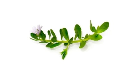 Ayurvedic herbs such as Brahmi and Shanka Pushpi help in boosting brain health and improving mental functioning as well. (Unsplash) Ayurvedic herbs such as Brahmi and Shanka Pushpi help in boosting brain health and improving mental functioning as well. (Unsplash)