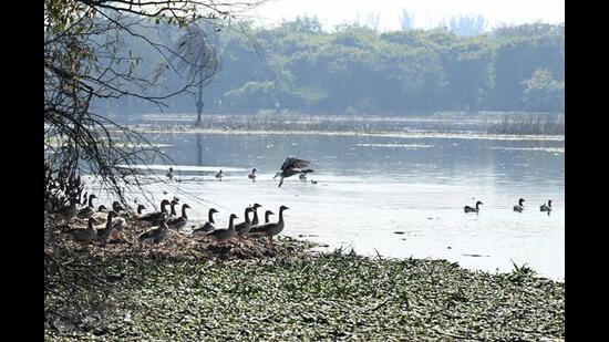 There are more than 743 wetlands in Gautam Budh Nagar, according to the latest data collected by the forest department in 2015. (Sunil Ghosh/HT Photo)