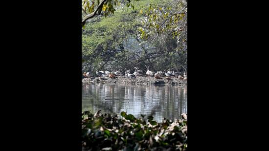 A flock of migratory birds at Surajpur wetland on Thursday. (Sunil Ghosh/HT photo)