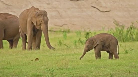 Elephants roam around in Anamalai Tiger Reserve.(Twitter/@Supriya Sahu)