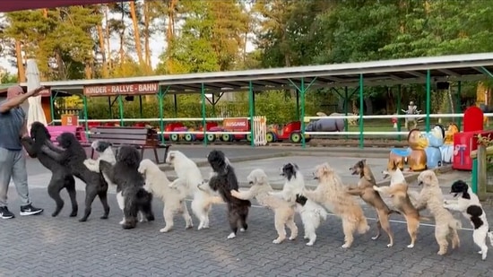 14 dogs form conga line, set Guinness world record.(Twitter)