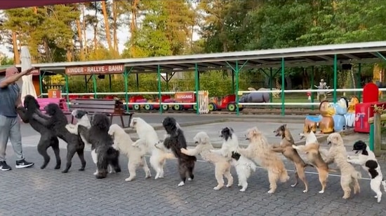 14 dogs form conga line, set Guinness world record.(Twitter) 14 dogs form conga line, set Guinness world record.(Twitter)