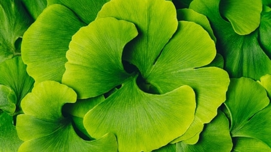 Herbs such as ginkgo and ginseng should be included in the diet as they help in reducing memory loss. (Unsplash)