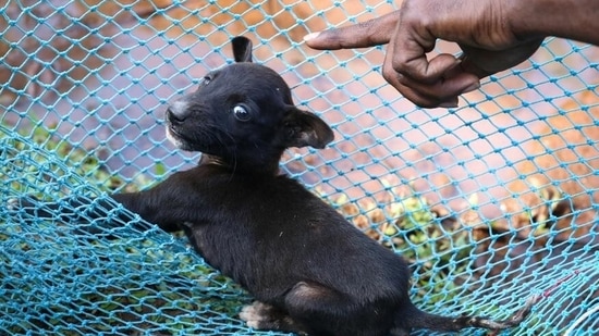 Goa's success shows that country-wide elimination of rabies in humans is possible(Catherine Davison/DW)