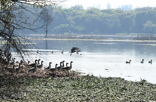 There are more than 743 wetlands in Gautam Budh Nagar, according to the latest data collected by the forest department in 2015. (Sunil Ghosh/HT Photo) There are more than 743 wetlands in Gautam Budh Nagar, according to the latest data collected by the forest department in 2015. (Sunil Ghosh/HT Photo)