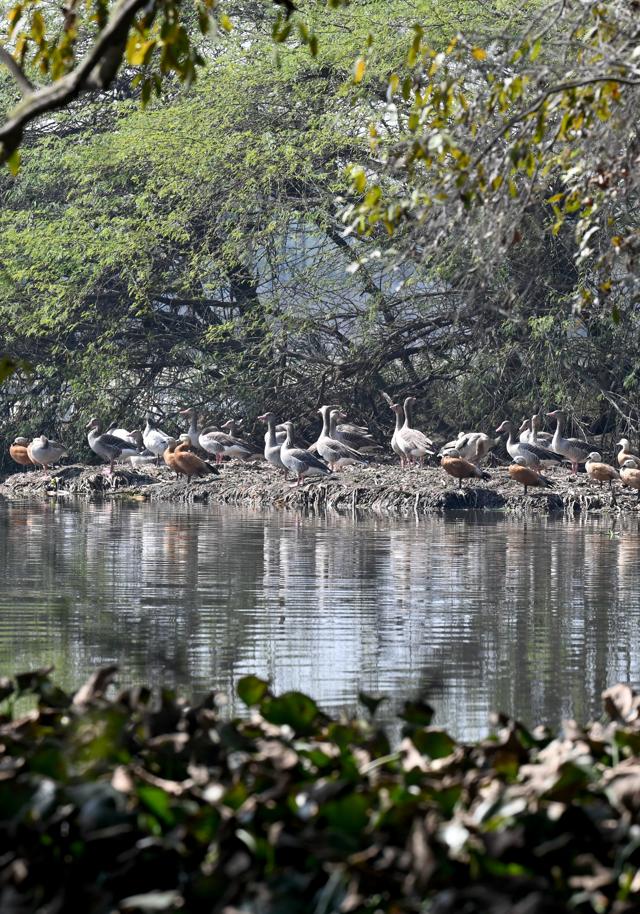 A flock of migratory birds at Surajpur wetland on Thursday. (Sunil Ghosh/HT photo) A flock of migratory birds at Surajpur wetland on Thursday. (Sunil Ghosh/HT photo)