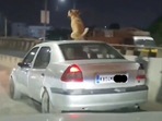 The video showed a collared dog standing on top of a moving car, before perching on the car roof.(@ForeverBLRU/Twitter) The video showed a collared dog standing on top of a moving car, before perching on the car roof.(@ForeverBLRU/Twitter)