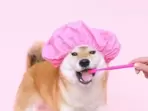 Get a good toothbrush for your dog that does good cleaning of their teeth.(Pexels) Get a good toothbrush for your dog that does good cleaning of their teeth.(Pexels)