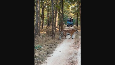 The image shows the tiger crossing a road at Pench National Park. (Instagram/@lallangoappench)