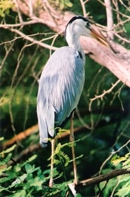 It is the first scientifically formed and preserved bird sanctuary in India, with about180 species of birds. (Wikimedia Commons) It is the first scientifically formed and preserved bird sanctuary in India, with about180 species of birds. (Wikimedia Commons)