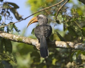 For a great bird life encounter, you head to Kerala's first bird sanctuary- the Thattekad Bird Sanctuary. (Wikepedia ) For a great bird life encounter, you head to Kerala's first bird sanctuary- the Thattekad Bird Sanctuary. (Wikepedia )