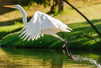 You’ll spot birds like egret (in picture), partridge and heron, among others, at the Ranganathittu Bird Sanctuary. (Shutterstock) You’ll spot birds like egret (in picture), partridge and heron, among others, at the Ranganathittu Bird Sanctuary. (Shutterstock)