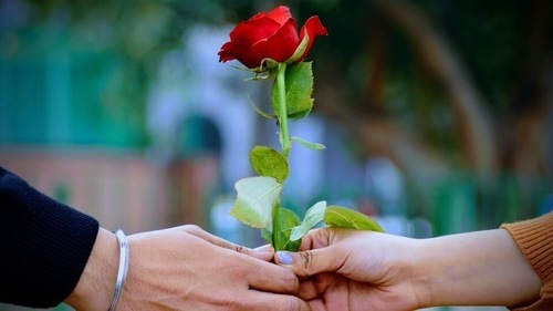 The significance behind gifting rose on this day is that this flower signifies the bond of love. (Unsplash) The significance behind gifting rose on this day is that this flower signifies the bond of love. (Unsplash)