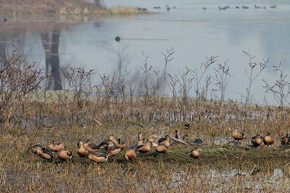 Keoladeo National Park is a vast bird sanctuary and former royal game reserve in the north Indian state of Rajasthan. (pixels) Keoladeo National Park is a vast bird sanctuary and former royal game reserve in the north Indian state of Rajasthan. (pixels)