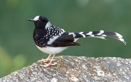 With its stunning scenery, diverse bird life, and easy accessibility, Binsar Wildlife Sanctuary is a popular destination. (pinterest) With its stunning scenery, diverse bird life, and easy accessibility, Binsar Wildlife Sanctuary is a popular destination. (pinterest)