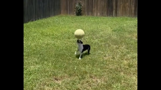 Dog balances a ball on his head.(Twitter/@buitengebieden)