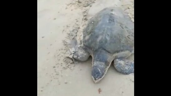 The image, taken from the Twitter video, shows a turtle rescued by forest officials and fishermen in Tamil Nadu.(Twitter/@supriyasahuias)