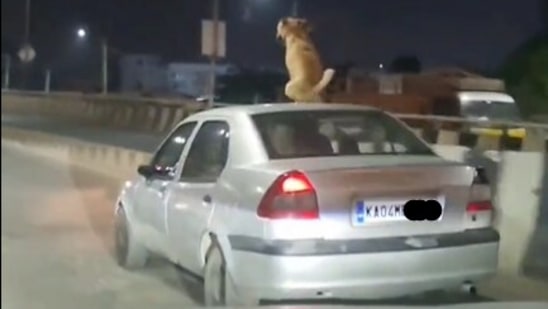 The video showed a collared dog standing on top of a moving car, before perching on the car roof.(@ForeverBLRU/Twitter)