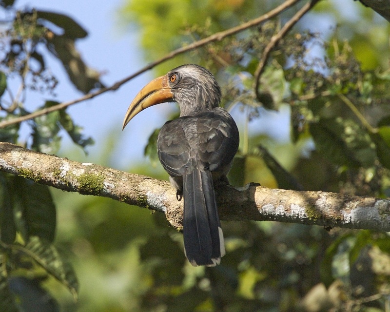 For a great bird life encounter, you head to Kerala's first bird sanctuary- the Thattekad Bird Sanctuary.(Wikepedia )
