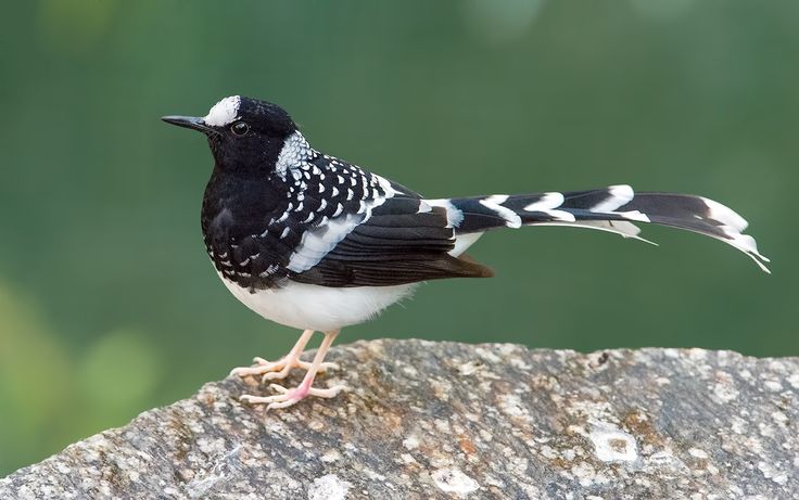 With its stunning scenery, diverse bird life, and easy accessibility, Binsar Wildlife Sanctuary is a popular destination.(pinterest)