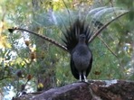 Lyrebirds can mimic the sounds they hear.(Twitter/@fasc1nate) Lyrebirds can mimic the sounds they hear.(Twitter/@fasc1nate)