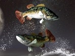 Pisces Weekly Horoscope for February 5-11, 2023: This week, Pisceans may feel especially energized and joyful. Pisces Weekly Horoscope for February 5-11, 2023: This week, Pisceans may feel especially energized and joyful.