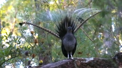 Lyrebirds can mimic the sounds they hear. (Twitter/@fasc1nate) Lyrebirds can mimic the sounds they hear. (Twitter/@fasc1nate)