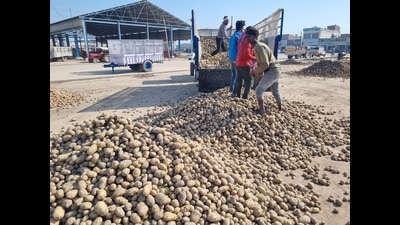 Pipli is the biggest potato mandi in the state and farmers from Haryana and Punjab sell their produce here but due to the fall in the prices, thousands of potato growers associated with this mandi are suffering losses. (HT Photo)