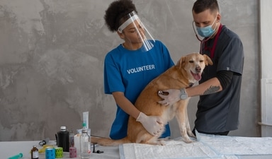 Pet care: Importance of regular vet visits for your pet's health (Pexels/Mikhail Nilov) Pet care: Importance of regular vet visits for your pet's health (Pexels/Mikhail Nilov)
