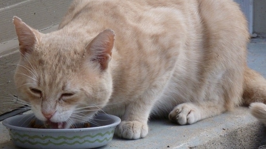 Best food to feed stray outlet cats