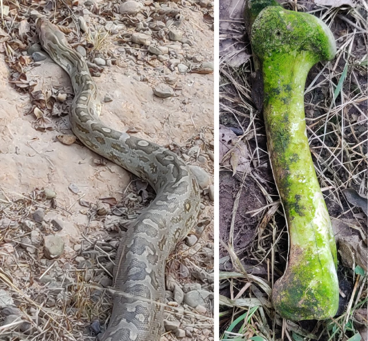 Atop a Mirzapur peak, a python; at Siswan, a mossy Sambar bone (Photos: Vikram Jit Singh) Atop a Mirzapur peak, a python; at Siswan, a mossy Sambar bone (Photos: Vikram Jit Singh)