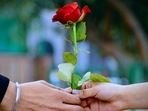 Rose Day 2023: When is rose day, history and significance of the day(Unsplash) Rose Day 2023: When is rose day, history and significance of the day(Unsplash)