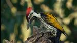 A Black-rumped flameback at Yamuna Biodiversity Park on Sunday. (HT Photo) A Black-rumped flameback at Yamuna Biodiversity Park on Sunday. (HT Photo)