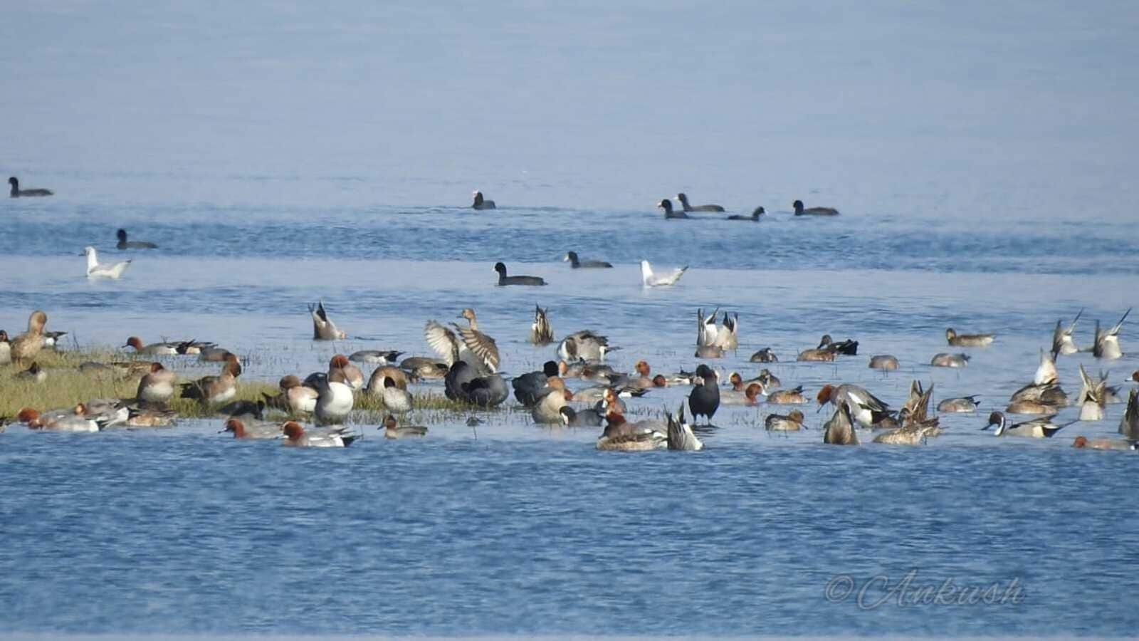 Among 1.17 lakh winged visitors, rare arctic guest visits Pong Wetlands ...