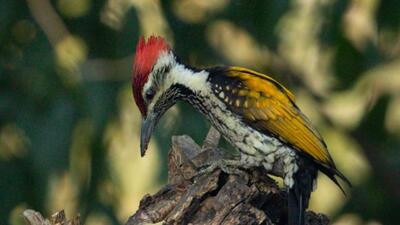 A Black-rumped flameback at Yamuna Biodiversity Park on Sunday. (HT Photo) A Black-rumped flameback at Yamuna Biodiversity Park on Sunday. (HT Photo)
