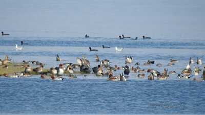 Among the estimated 1.17 lakh winged visitors roosting and nesting in the Pong Lake Wetland, there is a rare arctic guest—long-tailed duck. (HT Photo) Among the estimated 1.17 lakh winged visitors roosting and nesting in the Pong Lake Wetland, there is a rare arctic guest—long-tailed duck. (HT Photo)