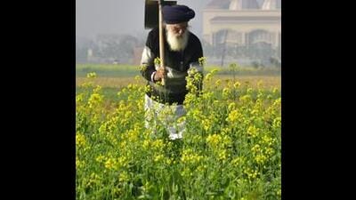 The officials in the agriculture department are of the view that they want to be sure about the GM mustard does not disturb the normal sarson crop which gives good benefit to the farmers. (HT file photo) The officials in the agriculture department are of the view that they want to be sure about the GM mustard does not disturb the normal sarson crop which gives good benefit to the farmers. (HT file photo)