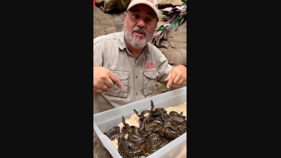 The image shows the zookeeper with the baby anacondas. (Instagram/@jayprehistoricpets)