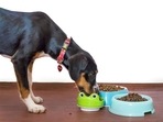 Pedigree dog food ensure your pet gets all the necessary nutrients.(Pixabay) Pedigree dog food ensure your pet gets all the necessary nutrients.(Pixabay)