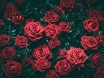Rose Day 2023: Gifts to make your partner feel special(Representative Image (Unsplash)) Rose Day 2023: Gifts to make your partner feel special(Representative Image (Unsplash))
