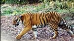 This is the third tiger death in Corbett landscape in the last one month. (Representative file image) This is the third tiger death in Corbett landscape in the last one month. (Representative file image)