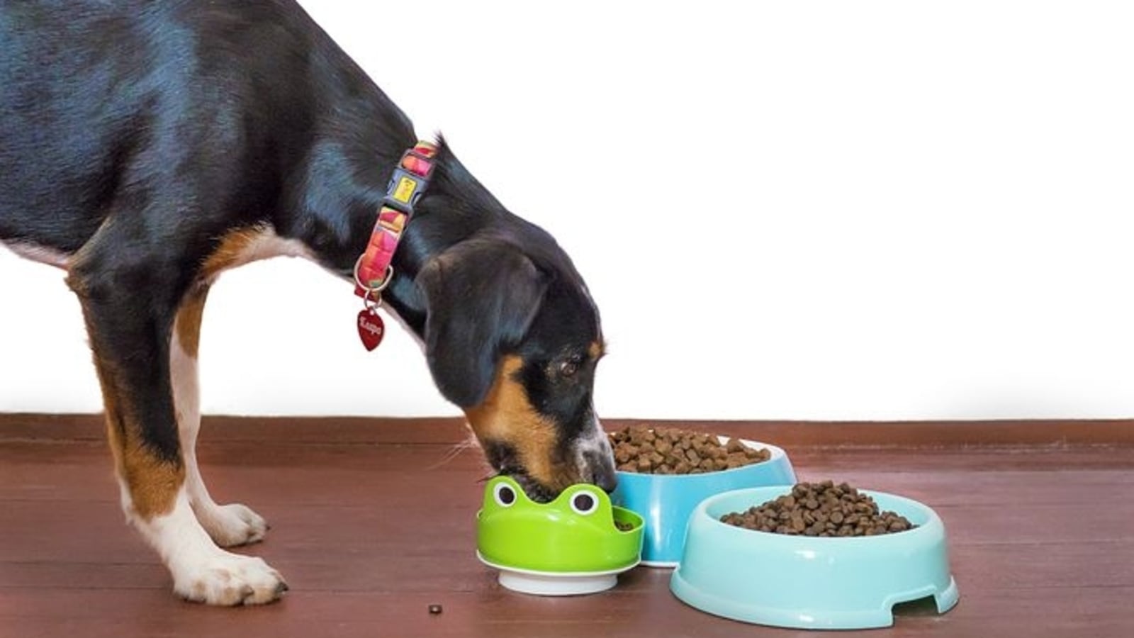 is pedigree dog food good for labs