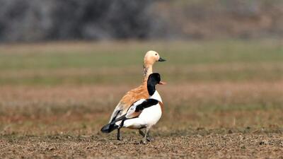 The migratory birds would spend three-four winter months in Loktak. (HT Photo/ Kh Brajesh) The migratory birds would spend three-four winter months in Loktak. (HT Photo/ Kh Brajesh)